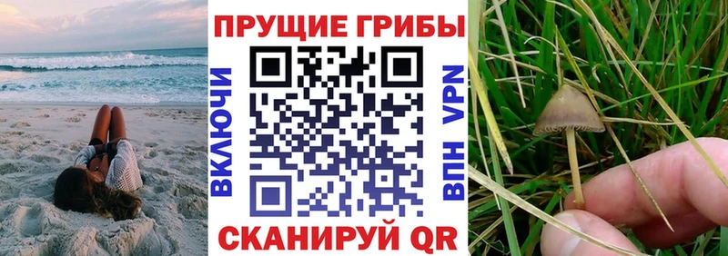 Псилоцибиновые грибы Psilocybine cubensis  Сосновоборск 