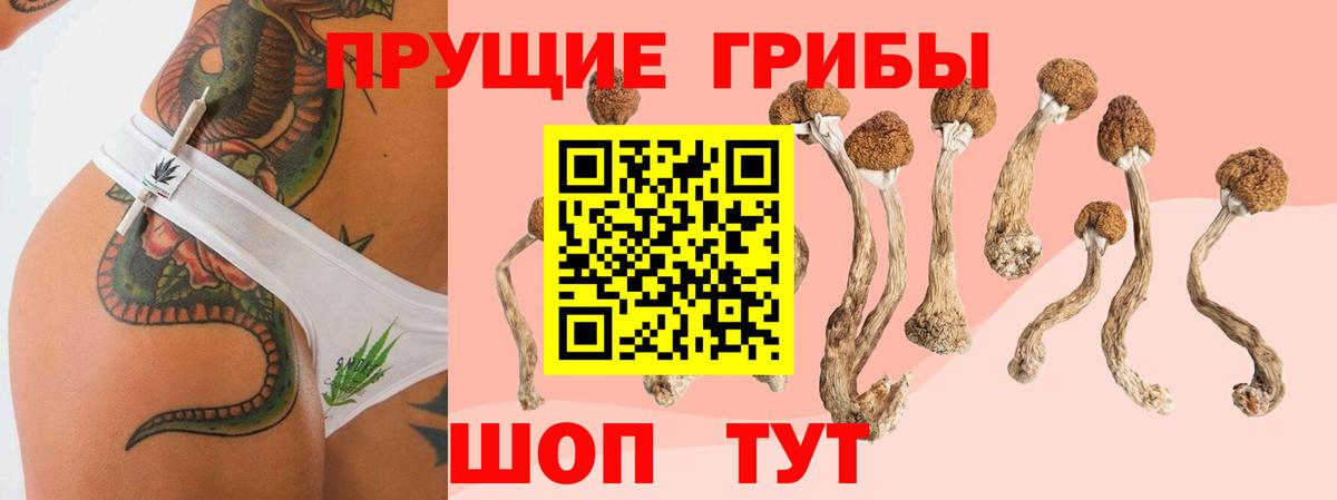 Галлюциногенные грибы Psilocybe  где купить наркоту  Галлюциногенные грибы мицелий  Сосновоборск  Вход с VPN 